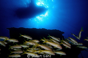 Looking up from the shipweack "Mahi" on Oahu's West side. by Stuart Ganz 